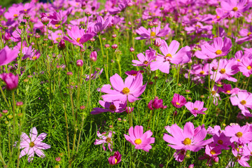 Fototapeta premium Pink cosmos flowers blooming in a sunny garden.