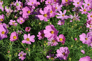Fototapeta premium Pink cosmos flowers blooming in a sunny garden.