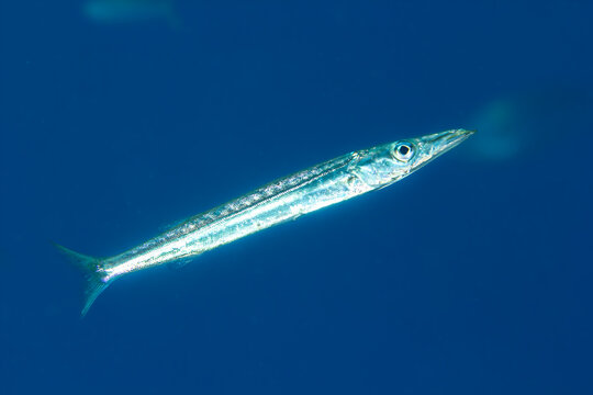 Silver Arrow &ndash; Barracuda in Open Blue