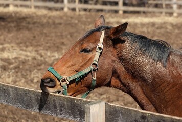 A brown bay horse with a black mane wearing a green halter while chewing on a wooden fence rail in a sunny farm paddock. © Mohamed