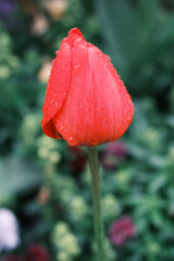 Obraz premium Red Tulip Bud with Water Droplets Close-Up on Soft Green Bokeh Background