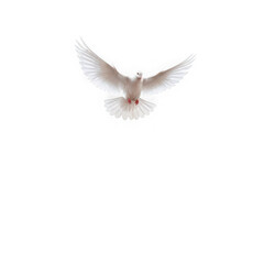 Obraz premium A white dove in flight with outstretched wings against a plain background isolated on transparent background
