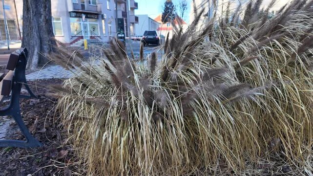 Ornamental fountain grass Pennisetum alopecuroides in urban city space during autumn, decorative plant plumes on a street flowerbed, fall vegetation in the town center in daylight.