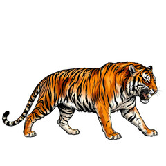 Fototapeta premium A fierce tiger walking aggressively on a Transparent background