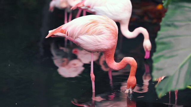 pink flamingo in the water