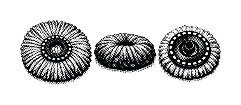 Spin mop system head, a realistic spin mop head shown dry expanded, compressed, and underside attachment view as three object representations emphasizing