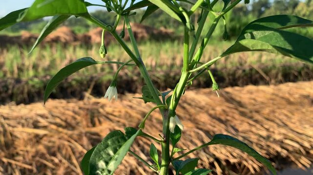 Chili plants that have grown flowers.