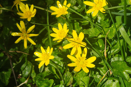 Flores silvestres amarillas de celidonia menor floreciendo entre la hierba verde
