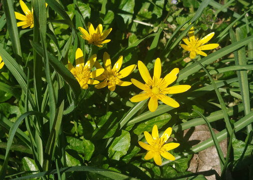 Flores silvestres amarillas de celidonia menor floreciendo entre la hierba verde