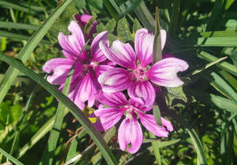 Primer plano de una flor de malva silvestre rosa y púrpura floreciendo entre la hierba verde © Gabrieuskal