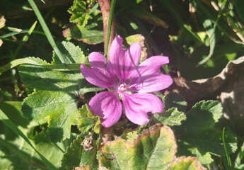 Primer plano de una flor de malva silvestre rosa y púrpura floreciendo entre la hierba verde © Gabrieuskal