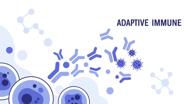Adaptive Immune System: Antibodies Neutralizing Viruses and B Cells