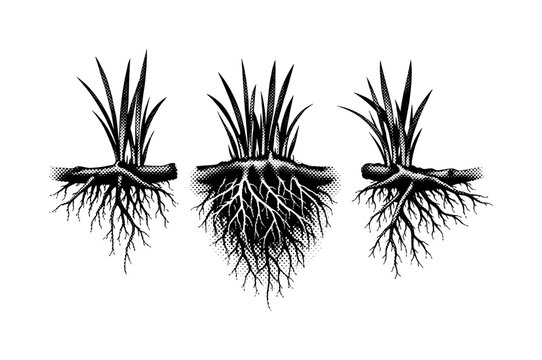 Seagrass meadow root and rhizome section. A realistic seagrass meadow root and rhizome structure is presented as a single object shown in three views