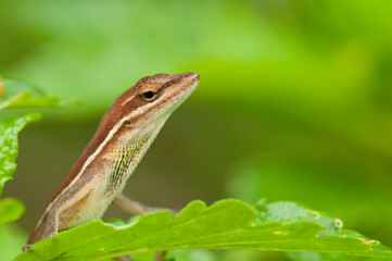 Fototapeta premium Grass anole (Anolis auratus) perched on green rainforest foliage in panama, camouflaged and alert, close-up profile showing vivid scales, eye contact and natural tropical habitat observation.