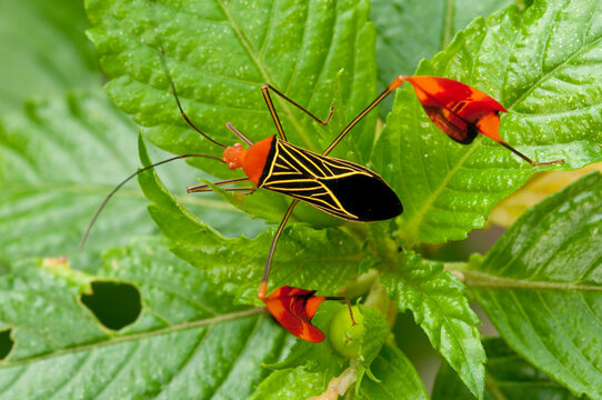 Matador bug (Bitta alipes)  with vibrant red head, black body, and intricate yellow patterns on its wings resting among lush green leaves in a tropical rainforest habitat - stock photo