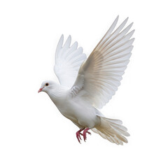 Fototapeta premium A white dove is flying in the air with its wings spread wide open isolated on transparent background