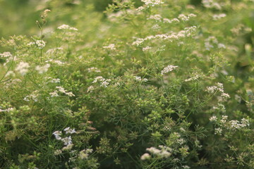 Fototapeta premium fresh coriander plants with delicate white flowers and green developing seeds in a sunny agricultural field, symbolizing natural growth and organic harvest.