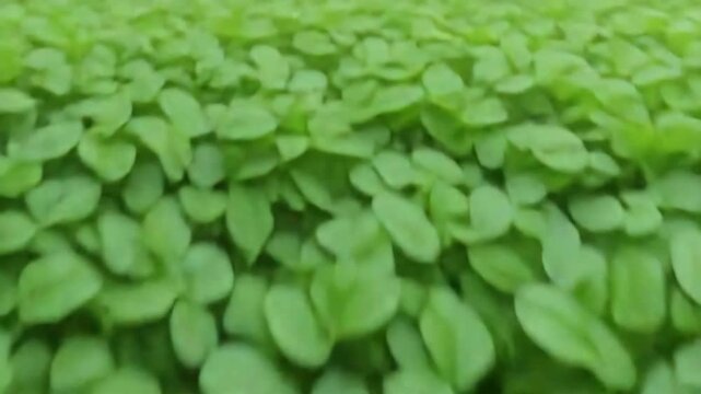 This shows close-up views of different green plants and clovers in a bright area with many leaves moving gently