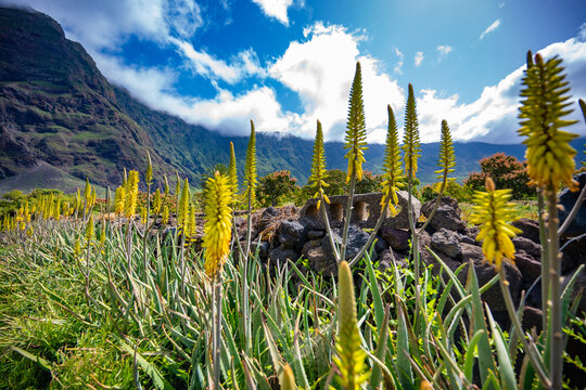 Springtime Wildflowers Bloom El Hierro Volcanic Landscape Canary Islands Spain Endemic Flora Biodiversity