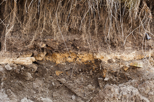 Cross section of fertile soil shows distinct dark topsoil and light clay layers. Visible organic matter and dry grass roots grow deep into earth. Natural texture of underground environment