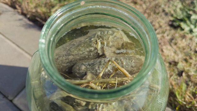 Cucumbers in jar. Closeup of pickled cucumbers submerged in brine. Jar of fermented cucumbers with dill and bubbles visible inside