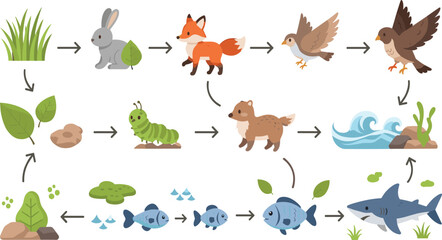 Naklejka premium Food Chain Diagram with Animals Plants and Marine Life Showing Ecosystem Energy Flow from Producers to Predators Vector Illustration Design.