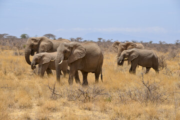 Fototapeta premium Eléphant d'Afrique