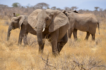 Fototapeta premium Eléphant d'Afrique