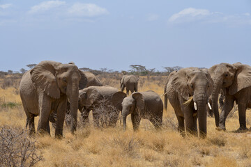 Obraz premium Eléphant d'Afrique