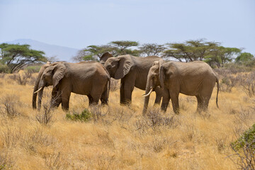Fototapeta premium Eléphant d'Afrique