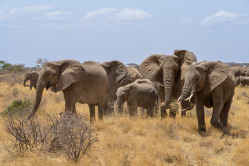 Obraz premium Eléphant d'Afrique
