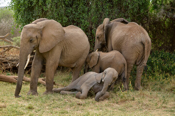 Fototapeta premium Eléphant d'Afrique