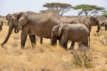 Fototapeta premium Eléphant d'Afrique