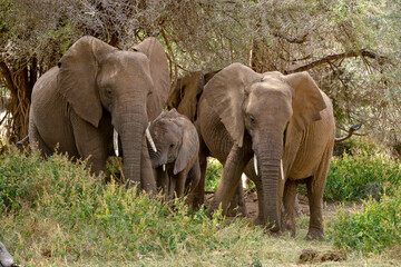 Fototapeta premium Eléphant d'Afrique