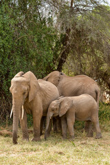 Fototapeta premium Eléphant d'Afrique
