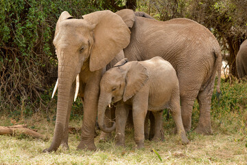 Fototapeta premium Eléphant d'Afrique