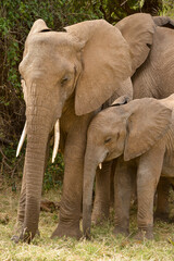 Obraz premium Eléphant d'Afrique