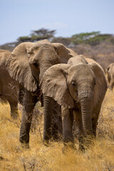 Obraz premium Eléphant d'Afrique