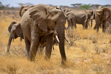 Fototapeta premium Eléphant d'Afrique