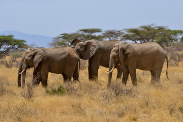 Fototapeta premium Eléphant d'Afrique
