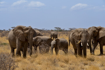 Fototapeta premium Eléphant d'Afrique