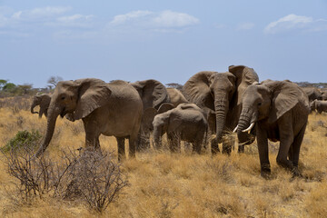 Obraz premium Eléphant d'Afrique