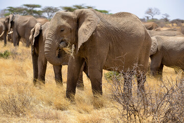 Fototapeta premium Eléphant d'Afrique