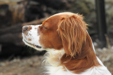 Spaniel breton © Steve Fossiant