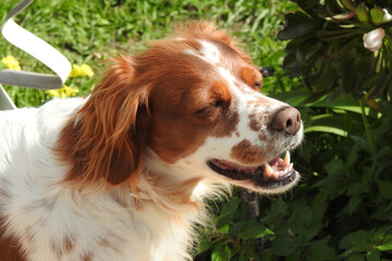Spaniel breton © Steve Fossiant