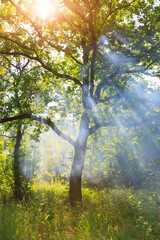 Fototapeta premium Sunbeams pierce through misty forest canopy illuminating lush green foliage and grass