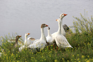 Obraz premium A flock of white geese gathers near a body of water amidst blooming yellow wildflowers