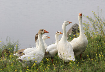 Obraz premium A flock of white geese stands together in a field of yellow wildflowers near a body of water