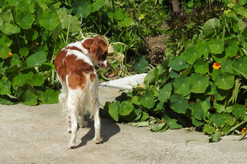 Spaniel breton © Steve Fossiant