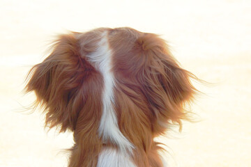 Spaniel breton © Steve Fossiant